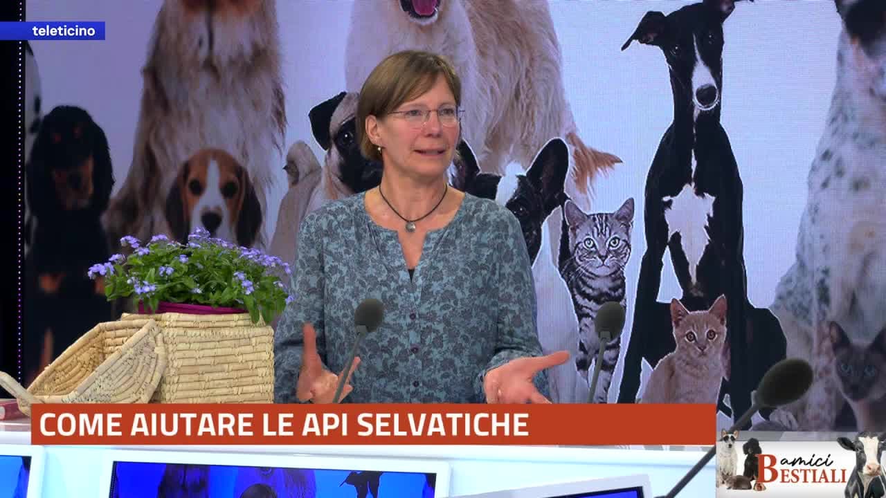 Amici Bestiali del 16 marzo 2026 - COME AIUTARE LE API SELVATICHE