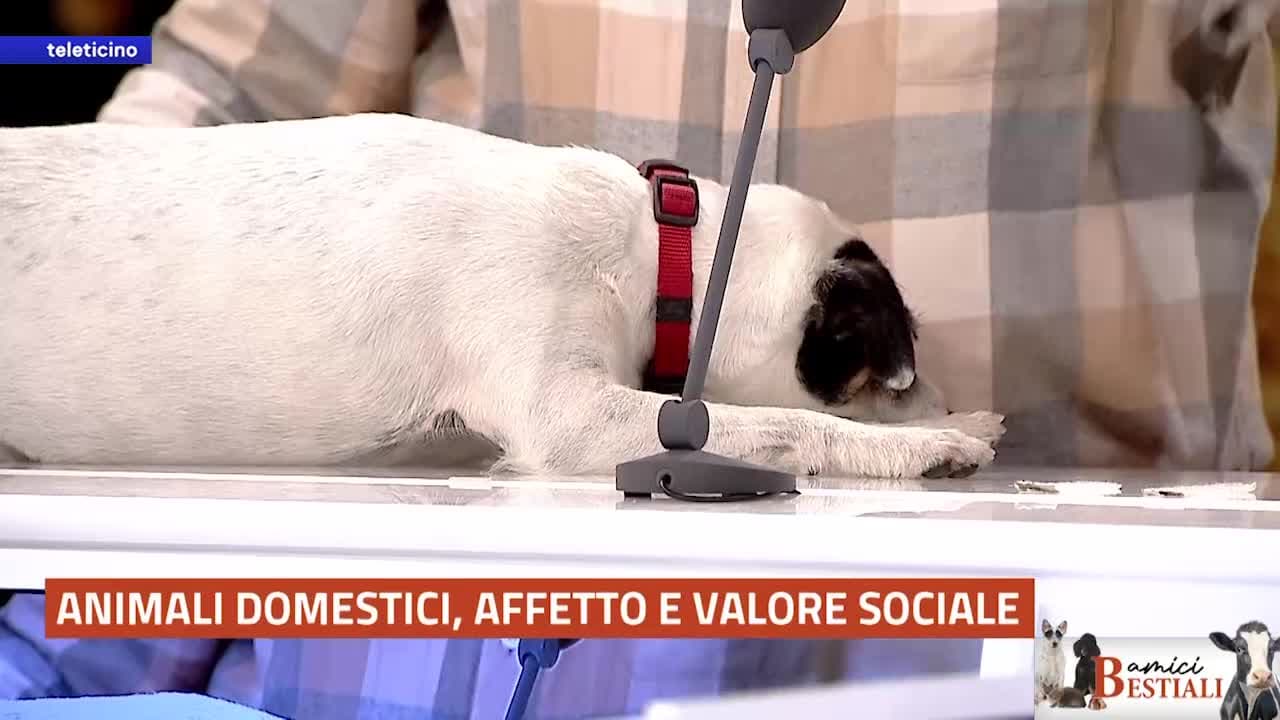 AMICI BESTIALI del 19 maggio 2025 - ANIMALI DOMESTICI, AFFETTO E VALORE SOCIALE