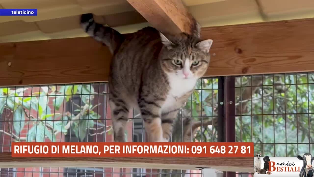 AMICI BESTIALI - Speciale cerco casa - 17.03.25