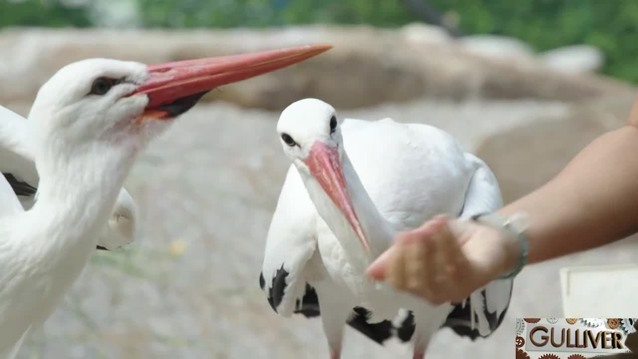 GULLIVER - FALCONERIA DI LOCARNO - 15.11.22