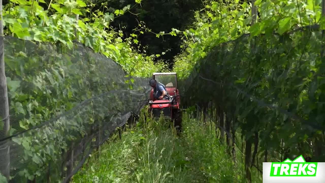 TREKS - DA RANCATE A SERPIANO ALLA SCOPERTA DEL MONTE SAN GIORGIO E DEI SUOI TESORI - 15.08.24