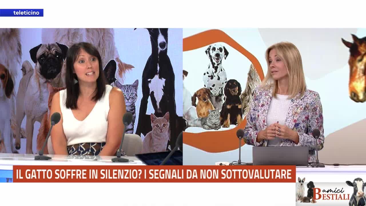Amici bestiali del 19 ottobre 2026 - COME CAPIRE SE IL GATTO STA MALE